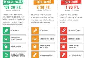 Unscrambling Egg Labels